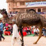 Camel Fair Festivals in Bikaner