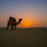 Enjoy Jaisalmer Camel Safari With Us