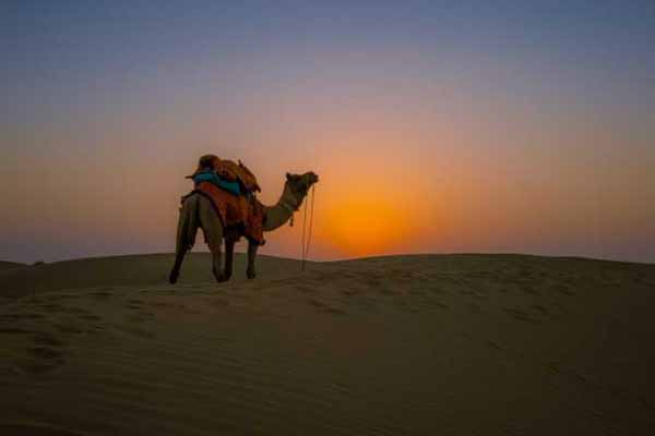 Enjoy Jaisalmer Camel Safari With Us