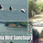 Patna Bird Sanctuary