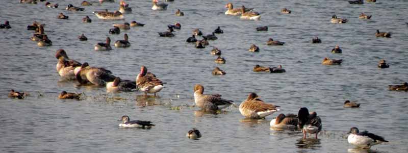 Patna Bird Sanctuary