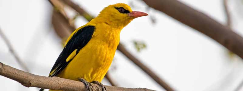 Patna Bird Sanctuary