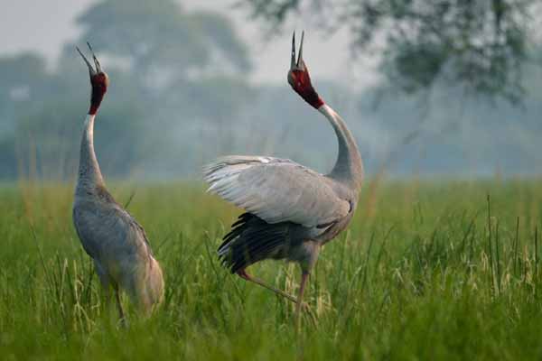 Bird Watching in Rajasthan