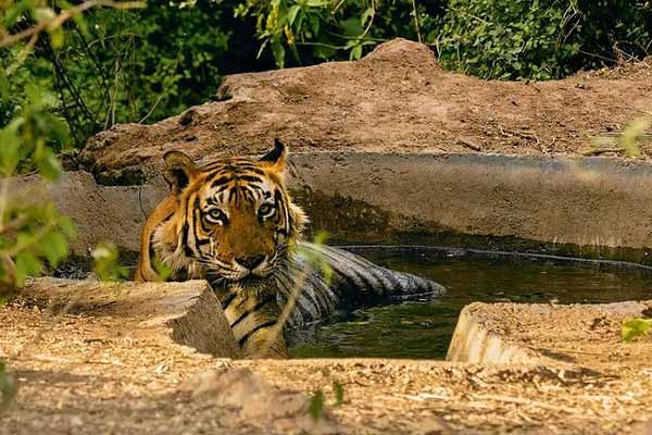 Top 6 Tourist Attractions in Sariska