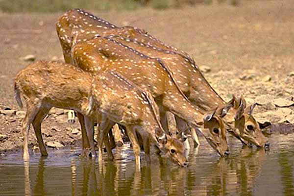 Band Baretha Wildlife Sanctuary