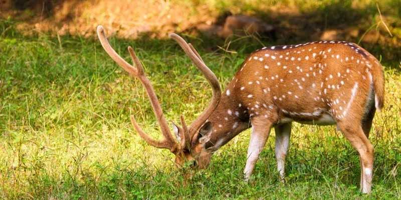 Band Baretha Wildlife Sanctuary