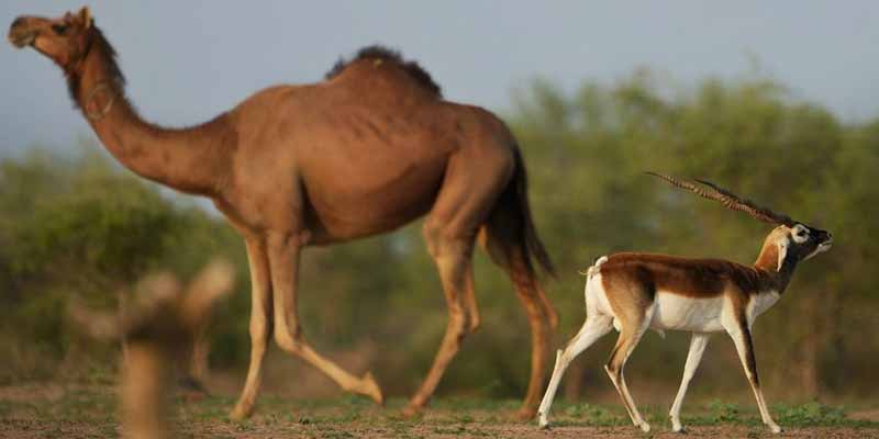 Dhawa Doli Wildlife Sanctuary