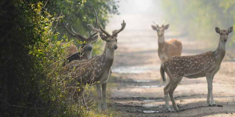 Dhawa Doli Wildlife Sanctuary