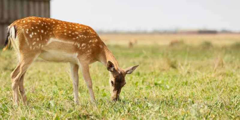 Dhawa Doli Wildlife Sanctuary