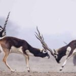 Gajner Wildlife Sanctuary