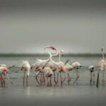 Menar Lake & Bird Sanctuary - Udaipur