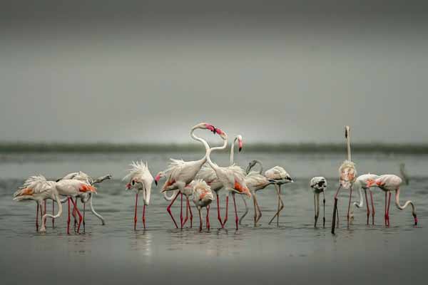 Menar Lake & Bird Sanctuary – Udaipur