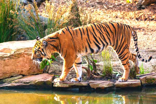 Ramgarh Vishdhari Sanctuary, Bundi