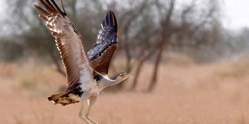 Sorsan Wildlife Sanctuary