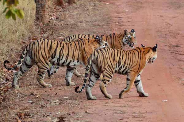 12 Best Wildlife Sanctuaries In Rajasthan