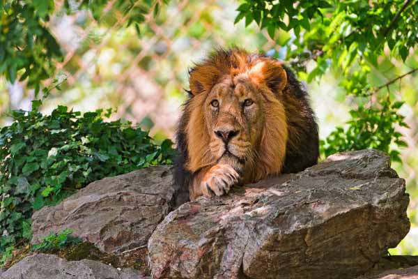 Sajjangarh Biological Park