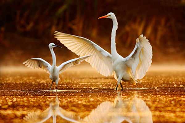 10 Best Bird Watching Destinations Rajasthan