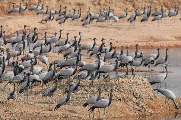 Khichan Travel Guide