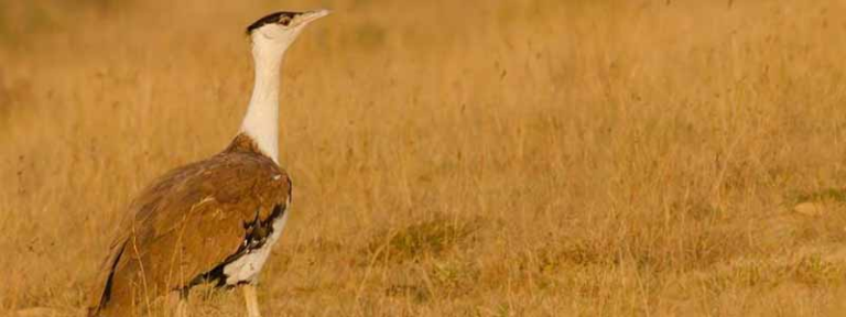 10 Best Bird Watching Destinations Rajasthan | Birdwatching ...