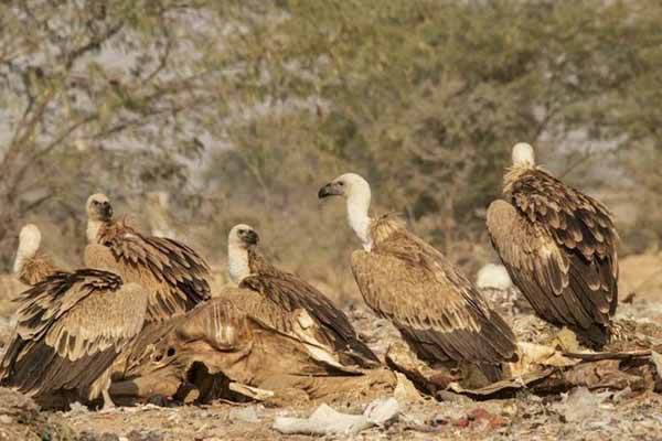 Jorbeer Conservation Reserve, Bikaner