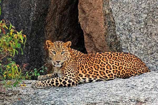 Why is Jawai Bandh Famous For?