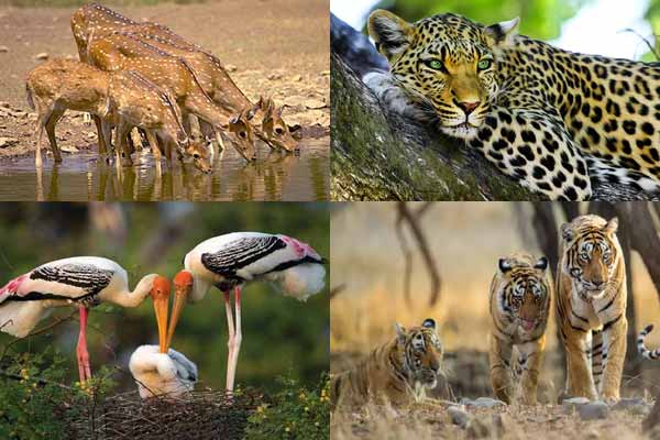 Famous Wildlife Sanctuaries & National Park in Rajasthan