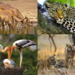 List of 13 Most Famous National Parks in Rajasthan