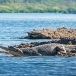 National Chambal Wildlife Sanctuary