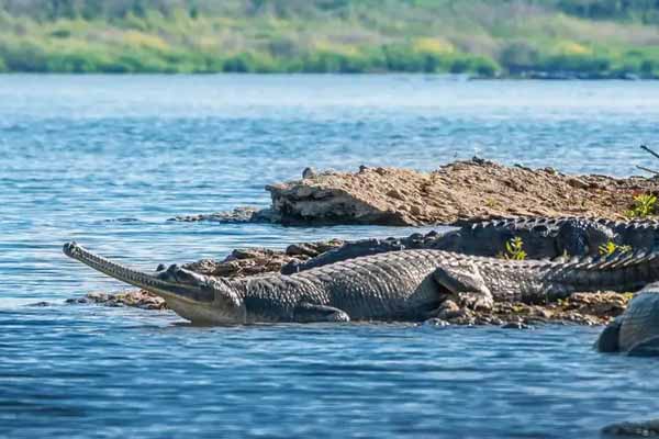 National Chambal Wildlife Sanctuary