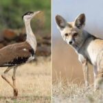 Discover Desert National Park Jaisalmer A Wild Beauty in Rajasthan