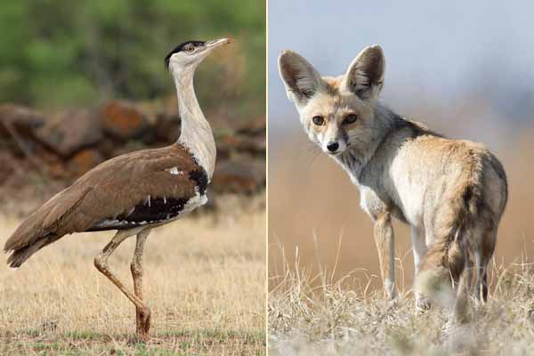 Discover Desert National Park Jaisalmer : A Wild Beauty in Rajasthan