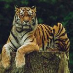 Sariska National Park Safari Guide