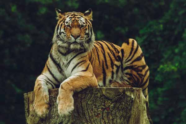 Sariska National Park Safari Guide