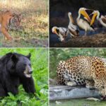 10 Best Wildlife Jungle Safari Destinations in Rajasthan