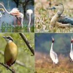 12 Famous Bird Sanctuaries in Rajasthan