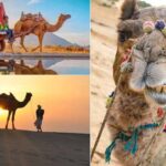 Camel Safari in Pushkar