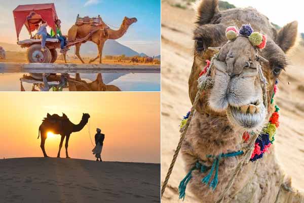 Camel Safari in Pushkar