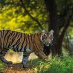 Ranthambore National Park - A Complete Guide