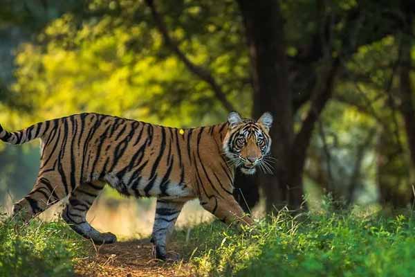Ranthambore National Park – A Complete Guide