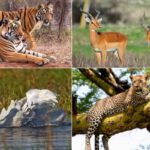 8 Best Wildlife Sanctuaries & National Parks in Rajasthan