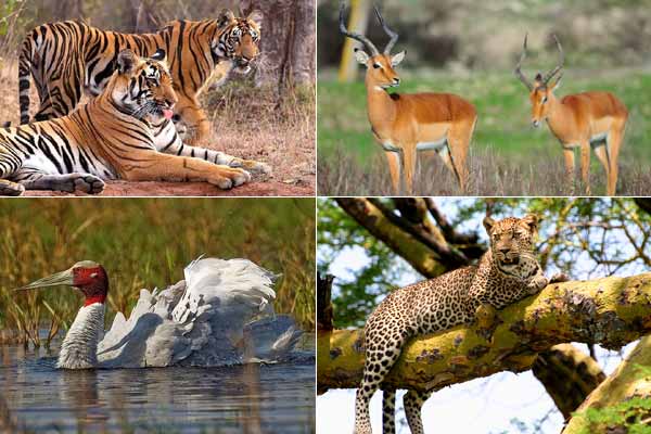 8 Best Wildlife Sanctuaries & National Parks in Rajasthan
