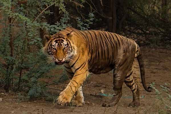 Discover the Wild Beauty of Sawai Madhopur