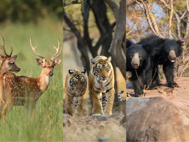 Unforgettable Moments with Friends in Ranthambore