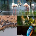 5 Famous Bird Sanctuary in Rajasthan!