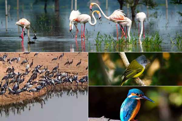 5 Famous Bird Sanctuary in Rajasthan!