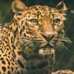 Best Places to See Leopards in Rajasthan