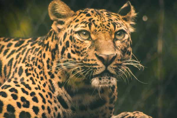 Best Places to See Leopards in Rajasthan