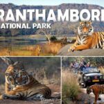 Best Zone for Spotting Tiger in Ranthambore National Park