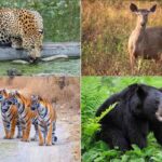 Top 12 National Parks in Rajasthan for Wildlife Safaris
