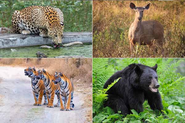 Top 12 National Parks in Rajasthan for Wildlife Safaris